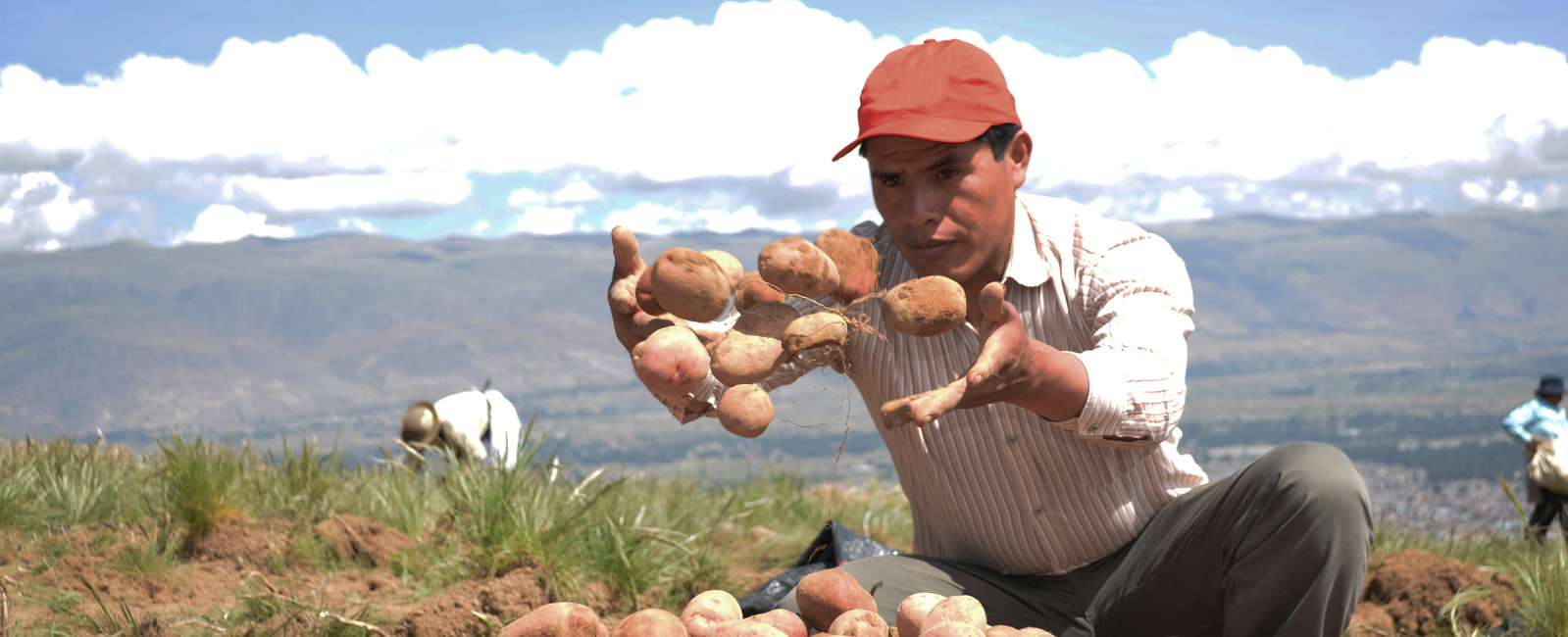 La importancia de nitrógeno en la producción de patatas