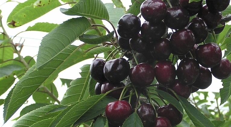 Cherry crop nutrition programme