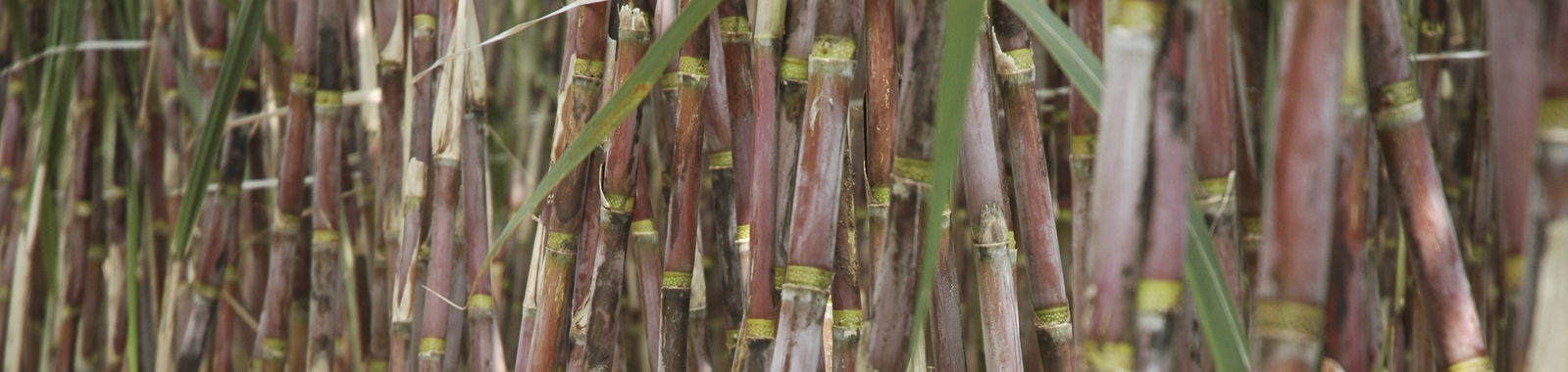 Increasing Sugarcane Quality