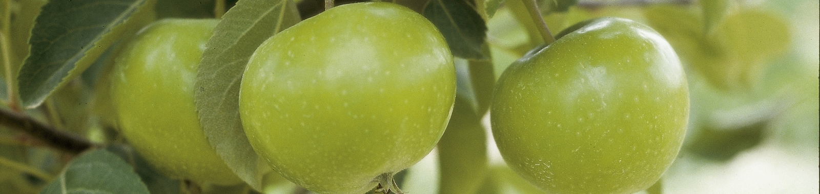 Role of Zinc in Pome Fruit Production