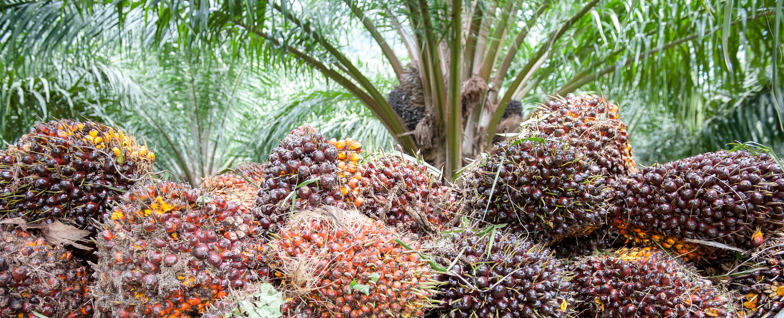 Oil palm