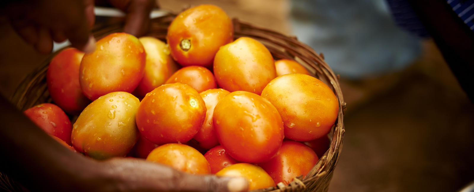 Augmentation du rendement des tomates