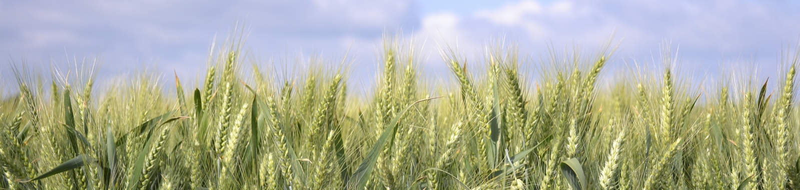 Pěstování pšenice