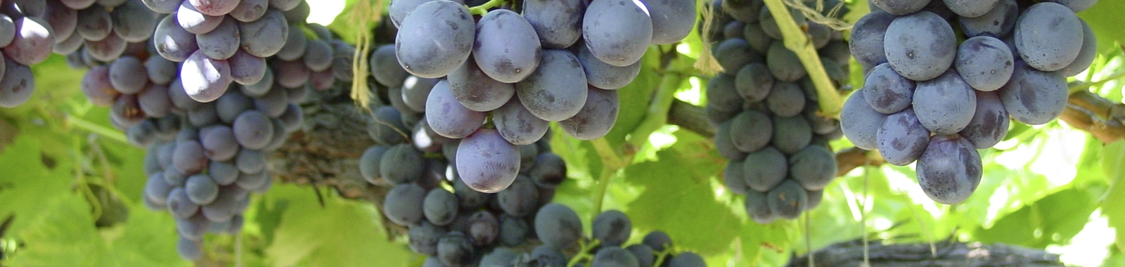 Increasing Wine Grape Berry Size