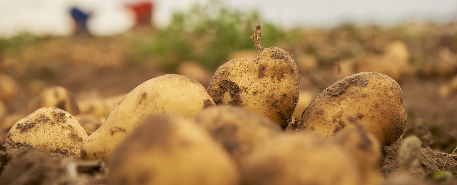 Melhorar a qualidade das batatas
