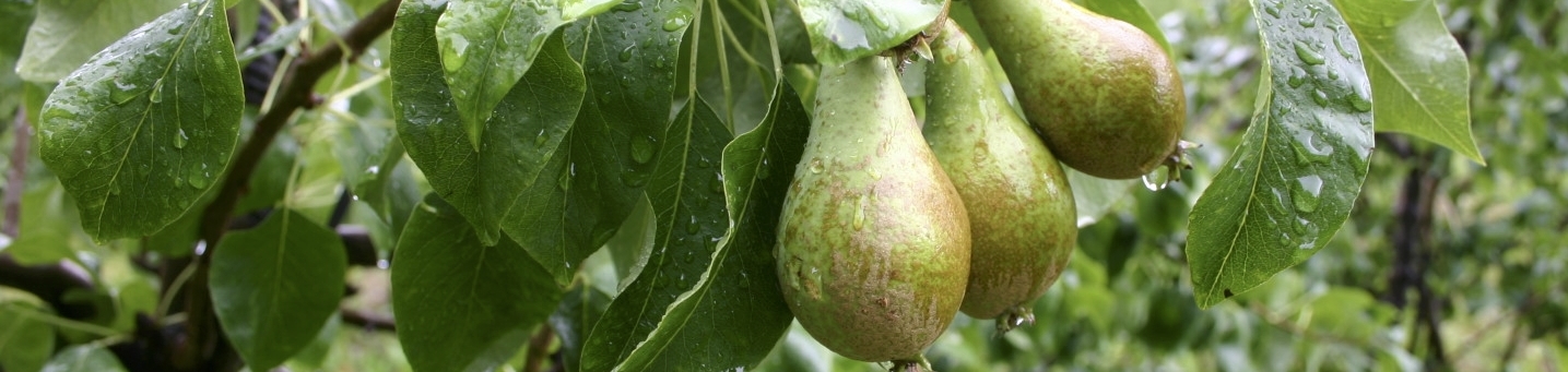 Pear crop nutrition programme