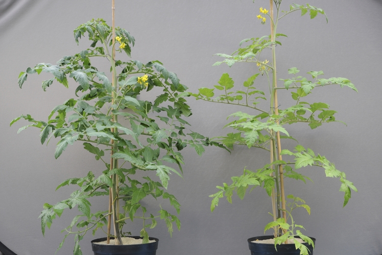 tomato trees with and without nutrient deficiency