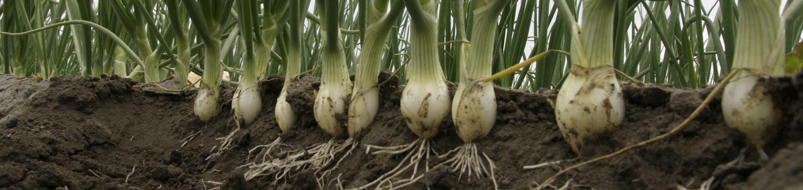 Agronomic Principles in Onion