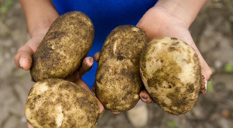 Función de calcio en la producción de patatas