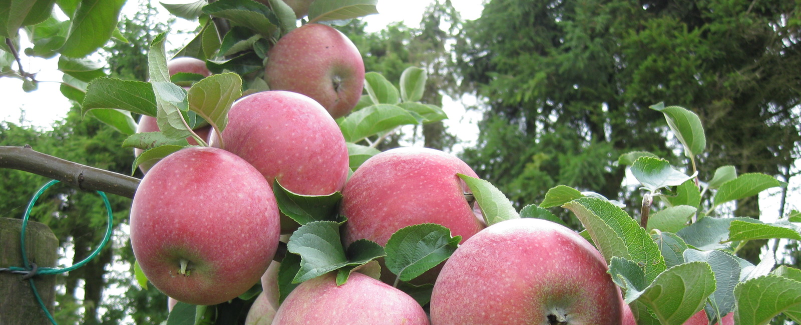Pěstování jabloní