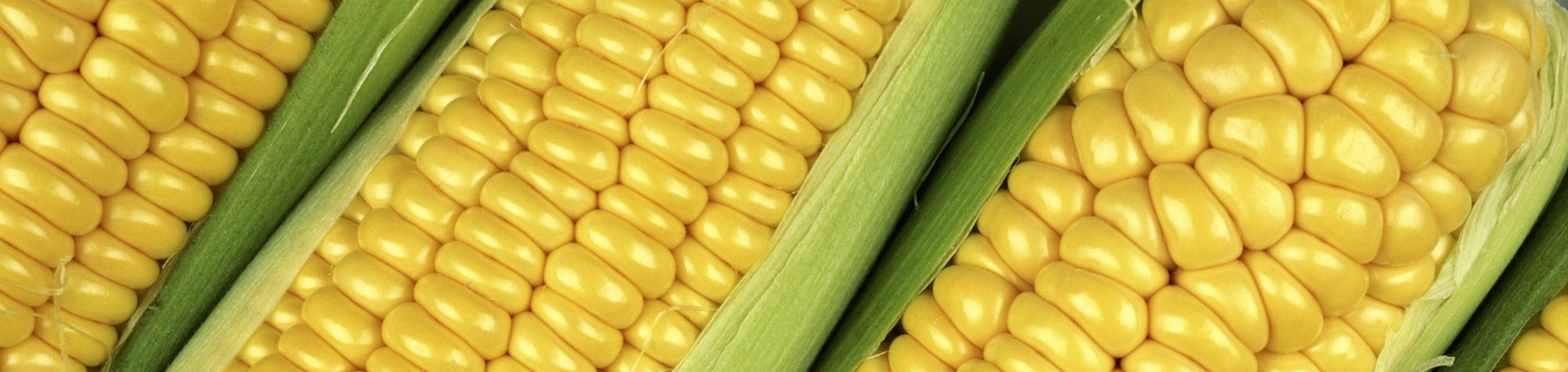 Zlepšení obsahu bílkovin a aminokyselin v kukuřici na zrno