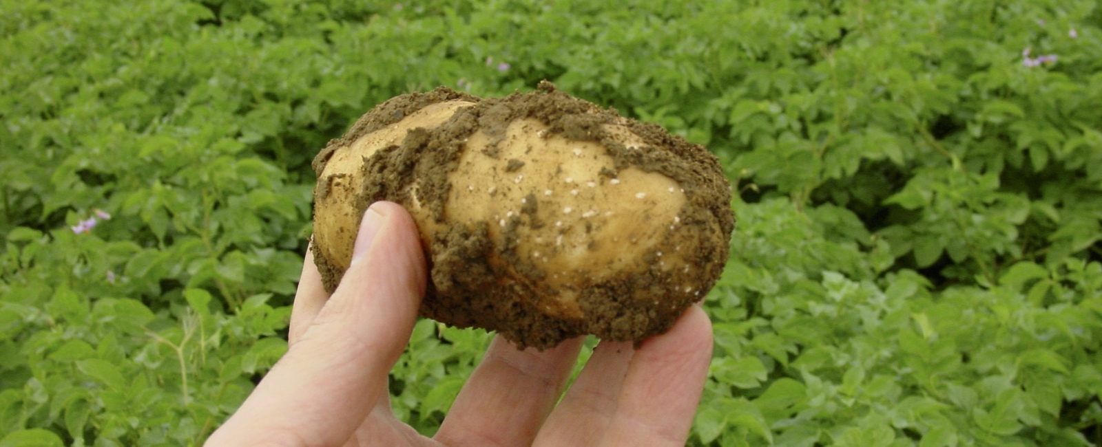 Função do ferro na produção de batatas