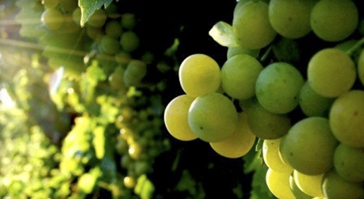 Managing wine grape sweetness