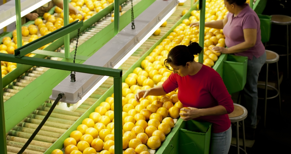 women sorting oranges before packaging