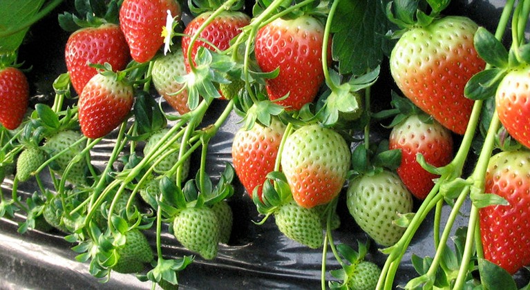 Berry crop nutrition programme