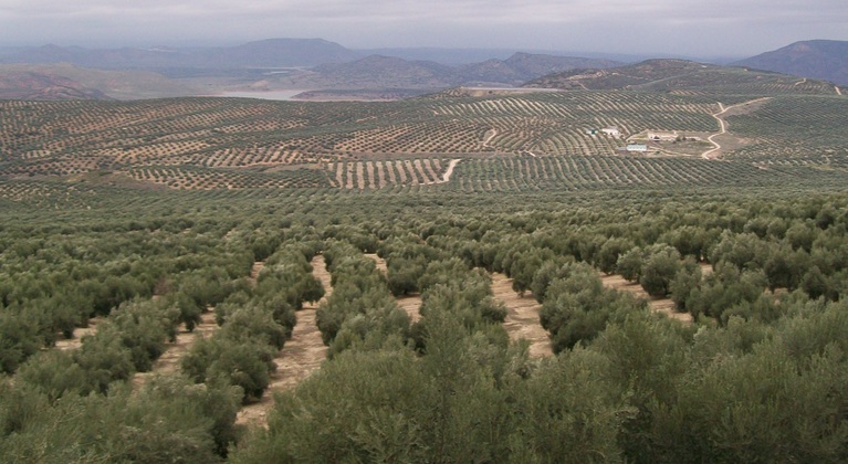 Mejorar la salud del olivo en condiciones de salinidad