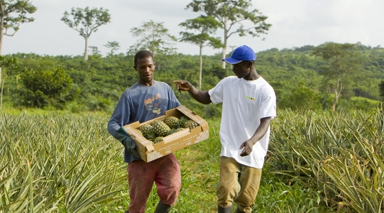 Pineapple harvest in Ghana