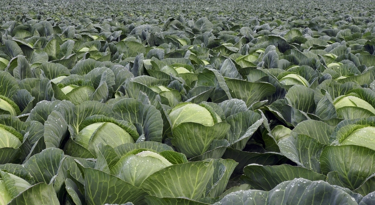 How to increase vegetable brassica yield