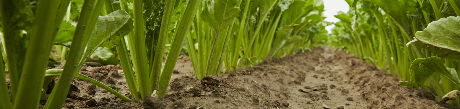 Agronomische Prinzipien im Zuckerrüben-Anbau