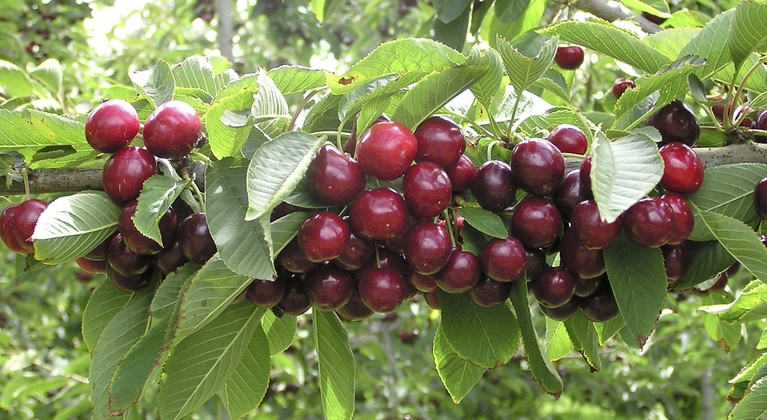 Cherry crop nutrition