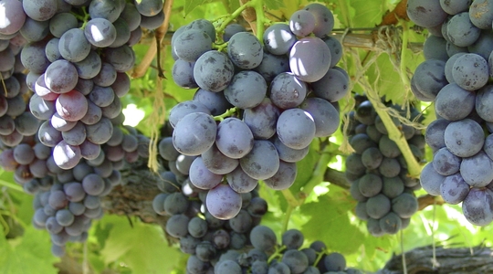 Tamaño y forma de la uva