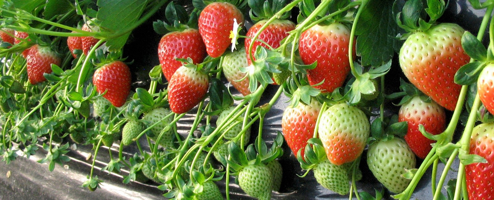 Strawberry crop nutrition programmes