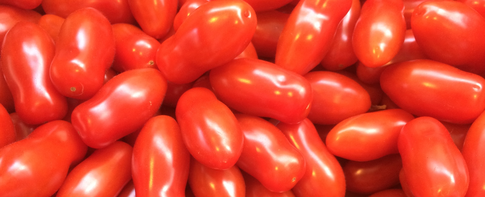 Función del hierro en la producción de tomate 