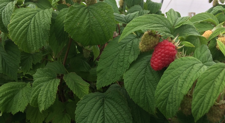 Raspberry fertigation and crop nutrition