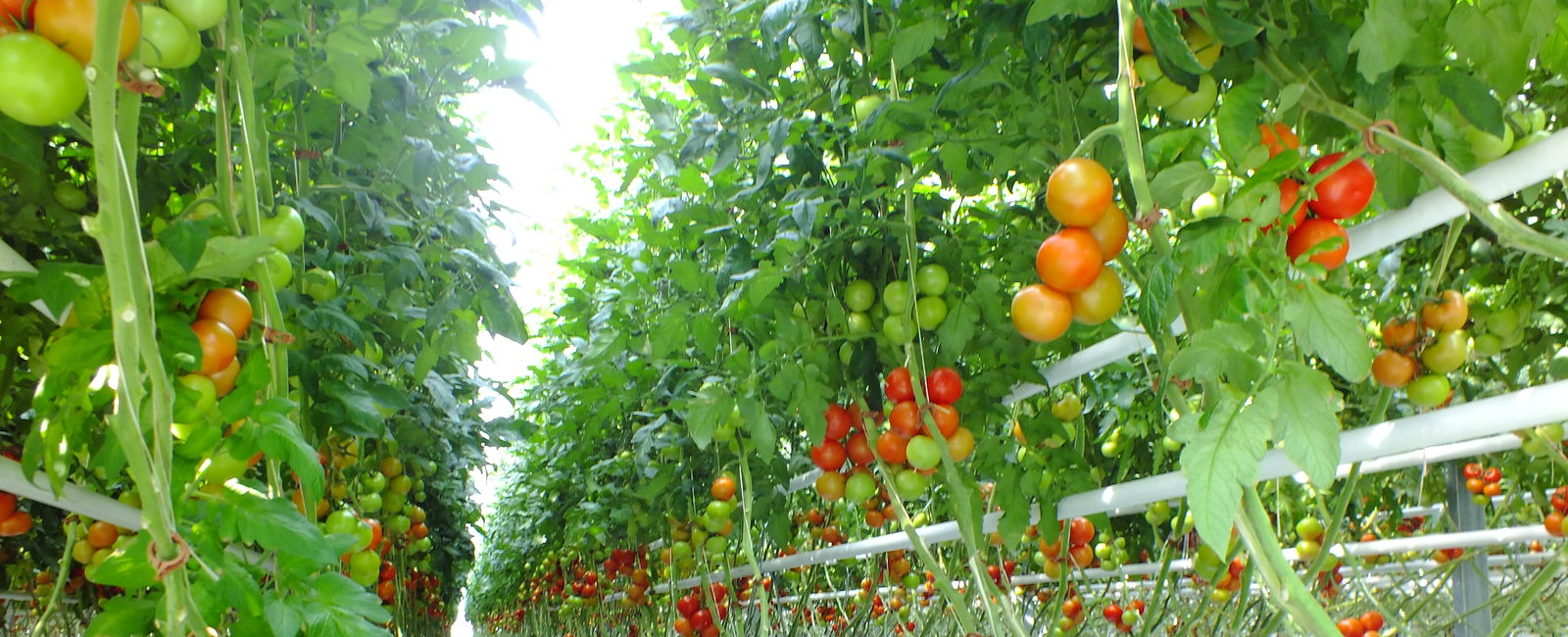 Función del magnesio en la producción de tomate