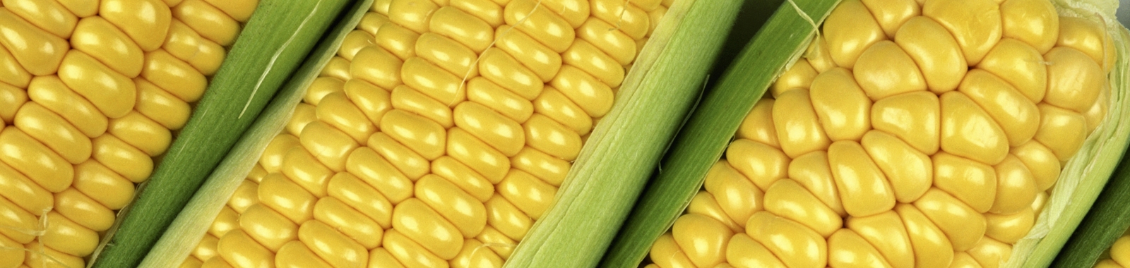 Zlepšování kvality kukuřice správnou výživou