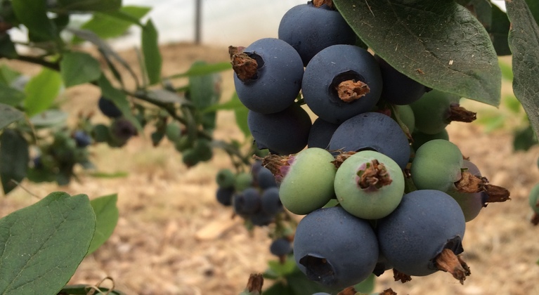 Blueberry crop nutrition