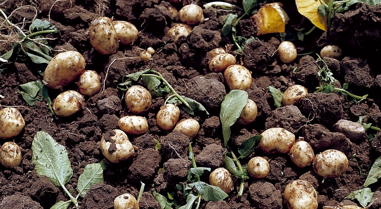 Función del boro en la producción de patatas