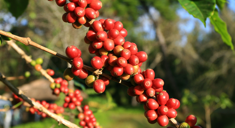 Role of Nutrients by Growth Stage in Coffee