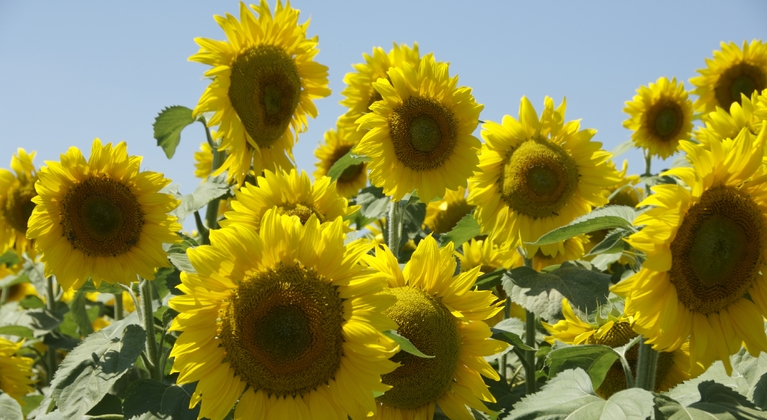 Sunflower crop nutrition