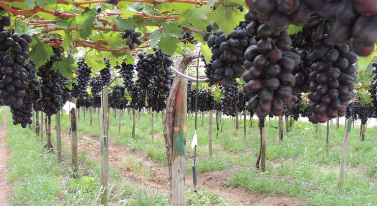 提高葡萄产量