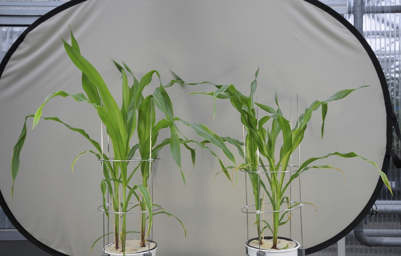 maize with and without deficiency