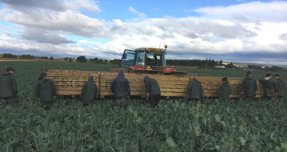 Correct nutrition protects Brassica quality