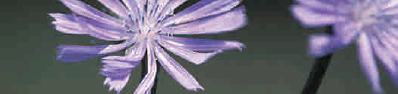 Chicory crop nutrition