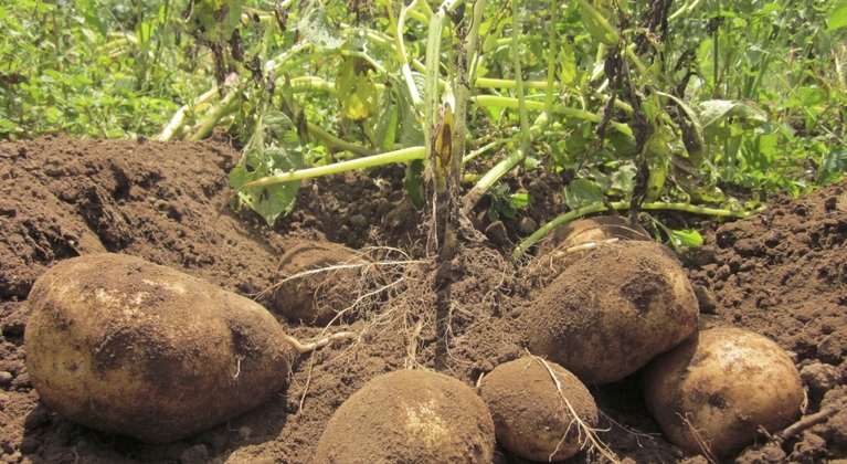 Reducir enfermedades foliares en la patata