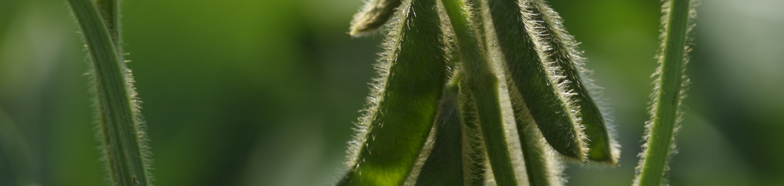 Soybean crop nutrition