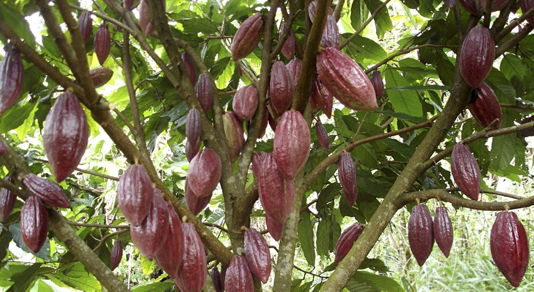 Programme de nutrition du cacao