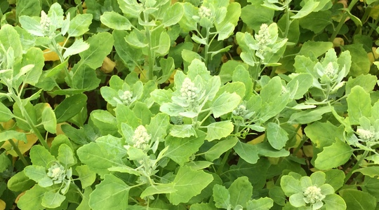 Quinoa crop nutrition