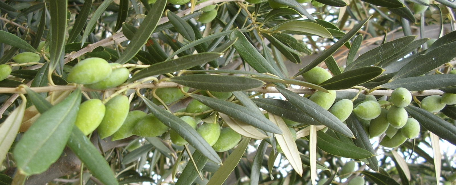 Reducir el daño en la hoja de olivo