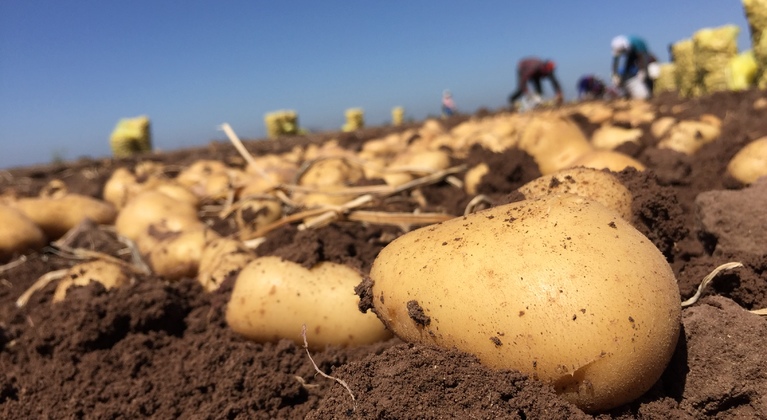 Aumentar a produção de batatas
