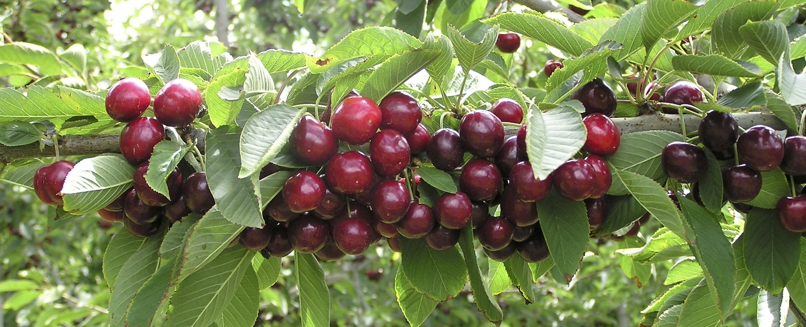 Cherry crop nutrition