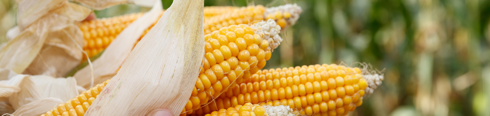 Corn plant growth and crop nutrition