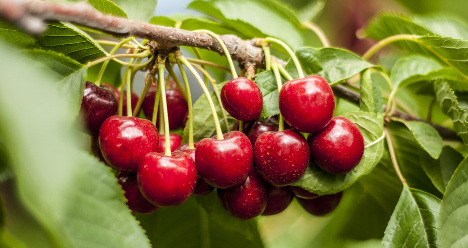 Improving cherries appearance
