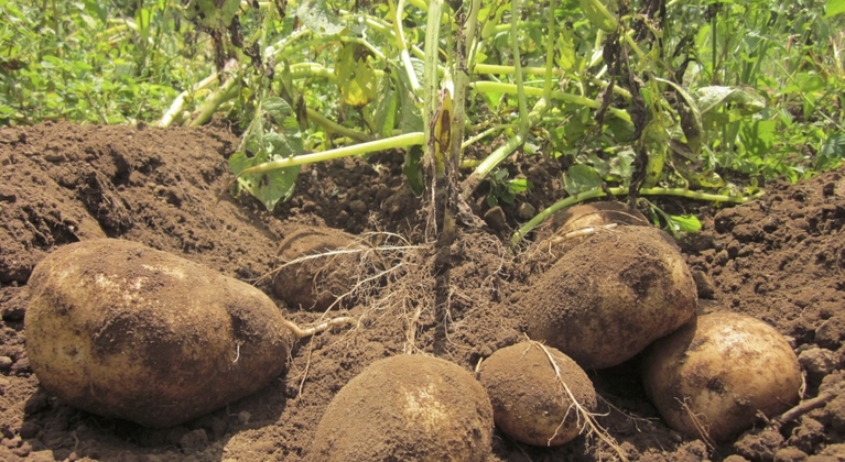 Función del manganeso en la producción de patata