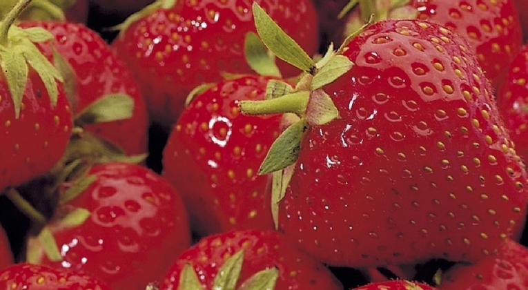 Strawberry crop nutrition program