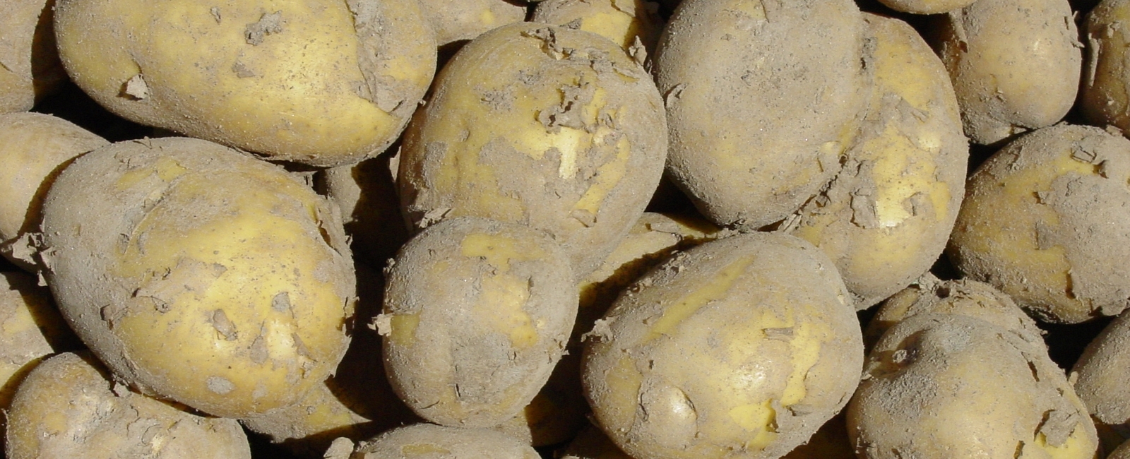 Reducir manchas internas en la patata